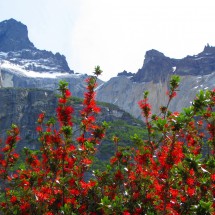 Red Notro bushes with Cuernos